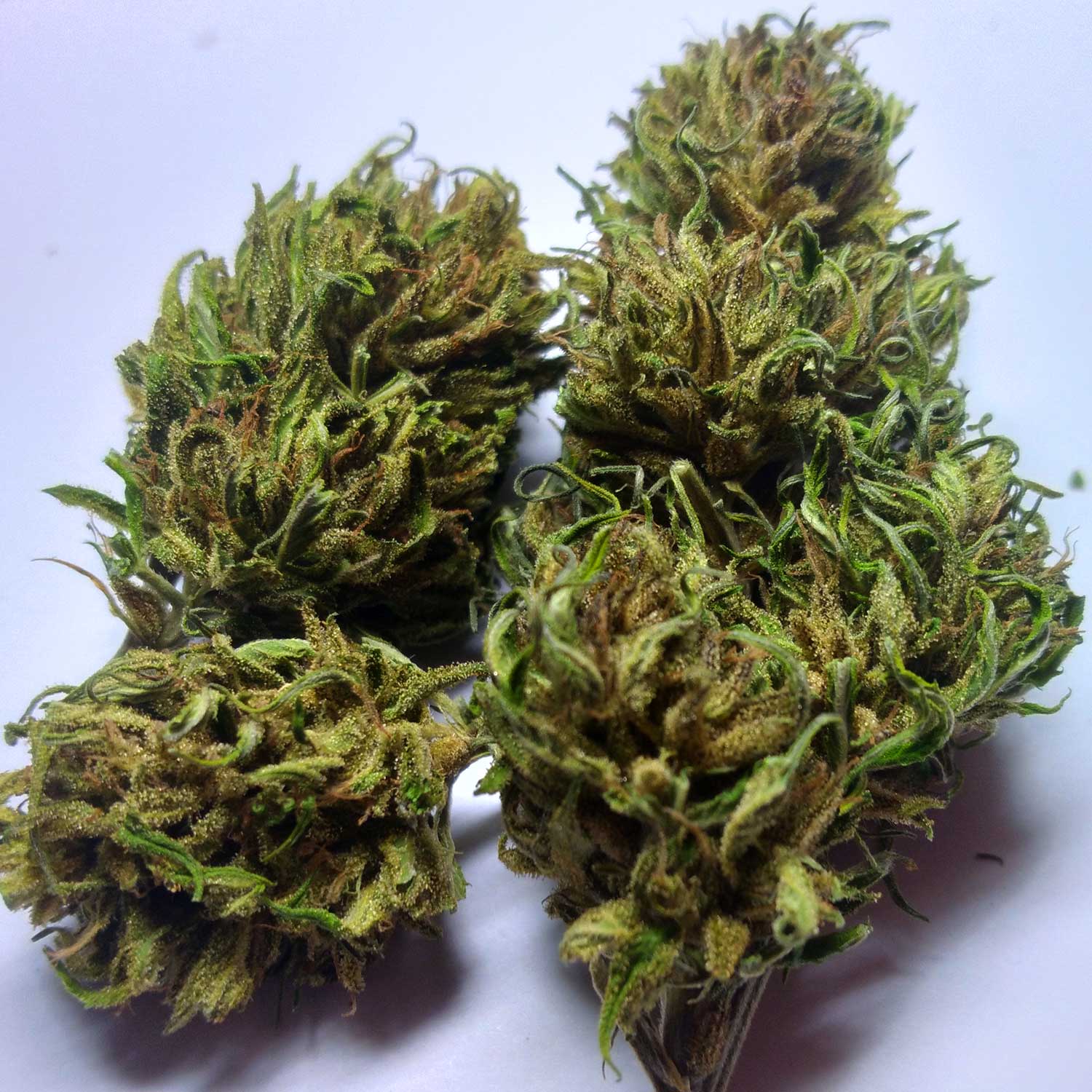 USDA Certified Organic Hemp Flower Grown in USA 25 Off