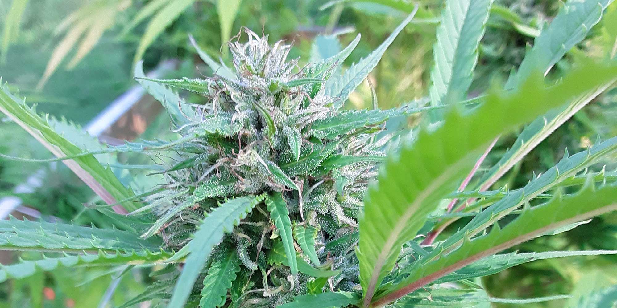 Hemp Farm Journal Bald Mountain Botanicals