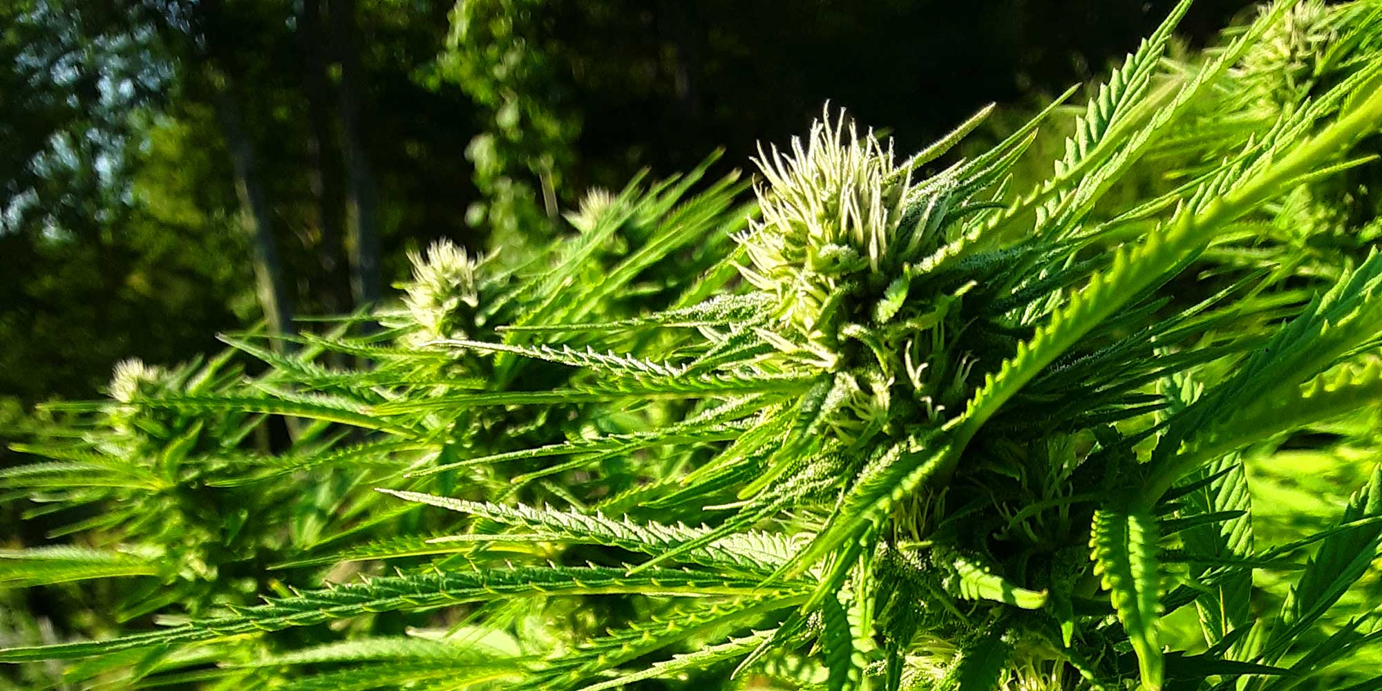 Organic Hemp Farm Bald Mountain Botanicals Maine Family Farm